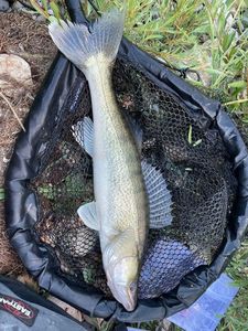 Zander