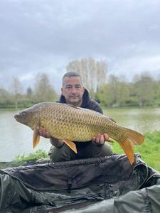 Common Carp
