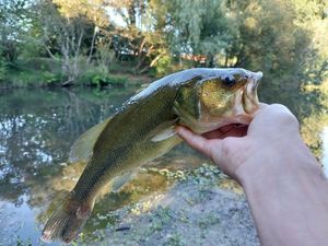 Largemouth Bass