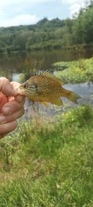 Green Sunfish
