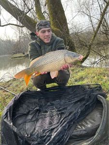 Common Carp