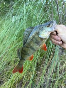 European Perch