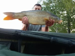 Common Carp