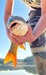 Common Carp