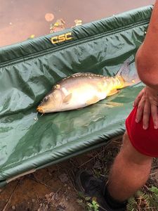 Mirror Carp