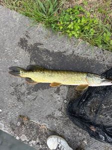 Northern Pike