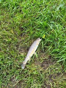 Brown Trout