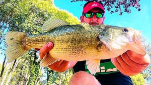Largemouth Bass