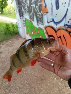 European Perch