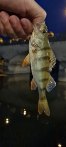 European Perch