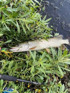 Northern Pike