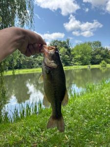 Smallmouth Bass