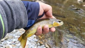 Brown Trout