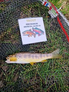 Brown Trout