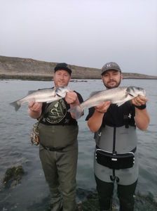 European Bass (Seabass)