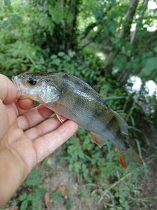European Perch
