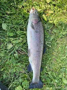 Rainbow Trout