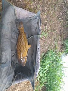 Common Carp