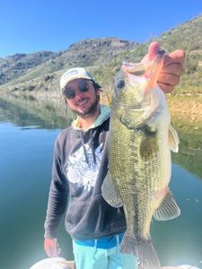 Largemouth Bass