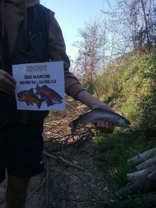 Rainbow Trout