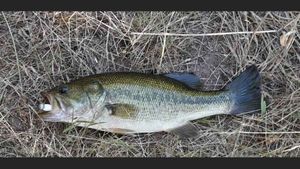 Largemouth Bass