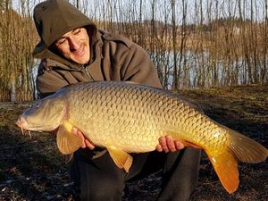 Common Carp