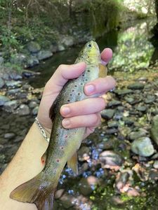 Brown Trout