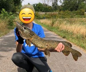 Northern Pike