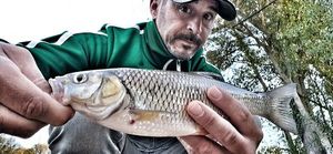 Chub — sugavo Jérôme karnaYak
