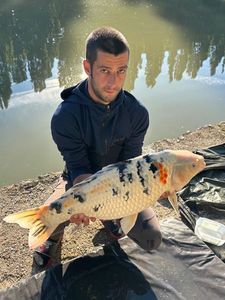 Koï Fish