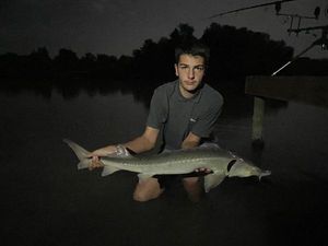 Sturgeon