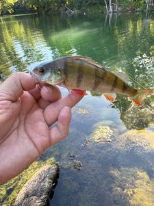 European Perch