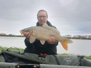 Common Carp