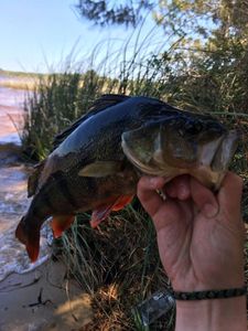 European Perch
