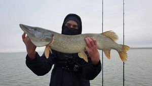 Northern Pike