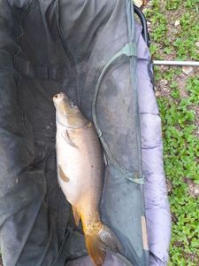 Mirror Carp