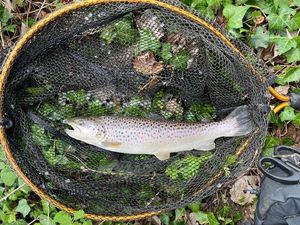Brown Trout