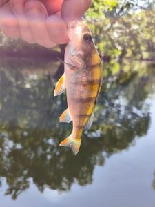 European Perch