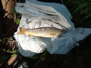 Brown Trout
