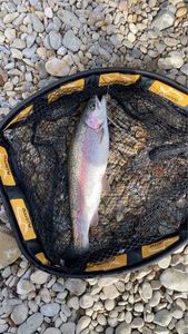 Rainbow Trout