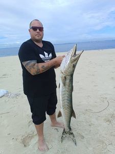 Pacific Barracuda