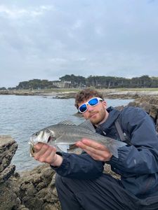 European Bass (Seabass)