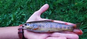 Brown Trout