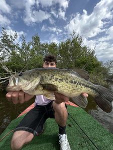 Largemouth Bass