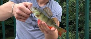 European Perch