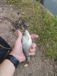 Roach