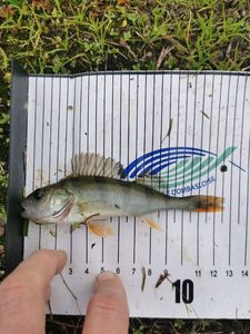 European Perch