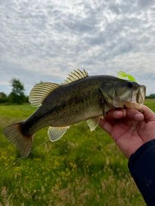 Largemouth Bass
