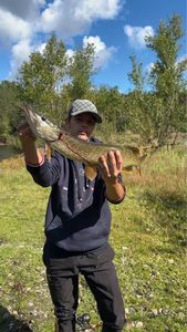 Northern Pike