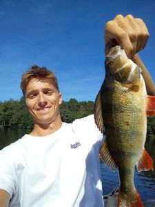 European Perch